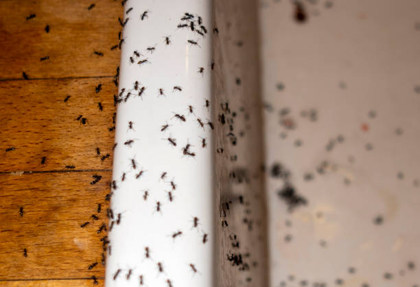 Reliable Riverside, CA Pest Control Solutions